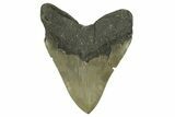 Serrated, Fossil Megalodon Tooth - North Carolina #275523-2